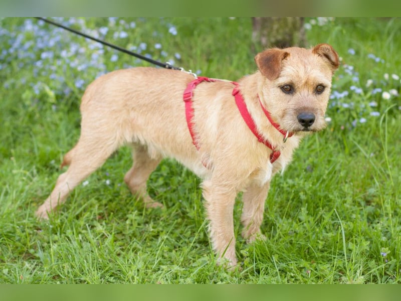 Ruffl - neugieriger, verspielter, verträglicher junger Hund - Tierhilfe Franken e.V.