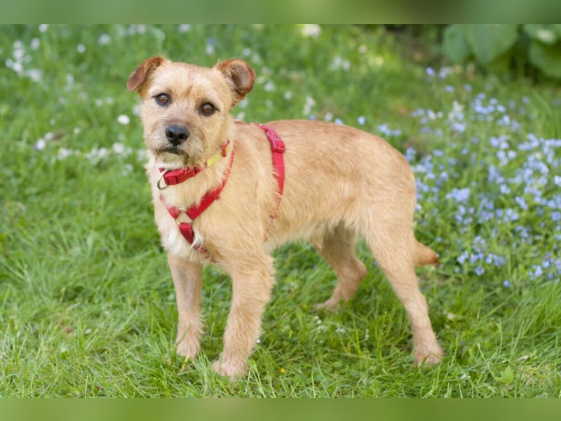 Ruffl - neugieriger, verspielter, verträglicher junger Hund - Tierhilfe Franken e.V.