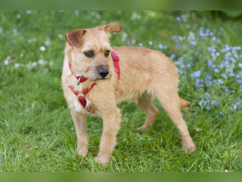 Ruffl - neugieriger, verspielter, verträglicher junger Hund - Tierhilfe Franken e.V.