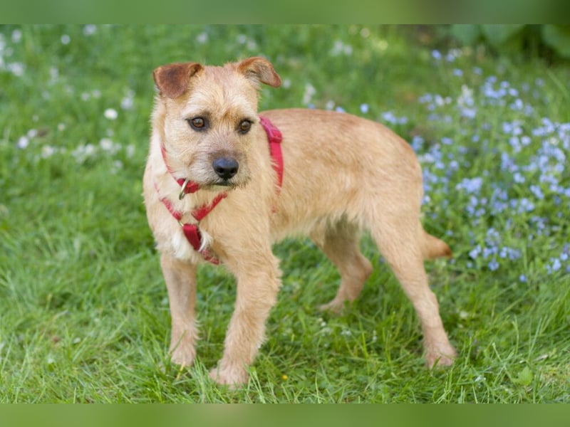 Ruffl - neugieriger, verspielter, verträglicher junger Hund - Tierhilfe Franken e.V.
