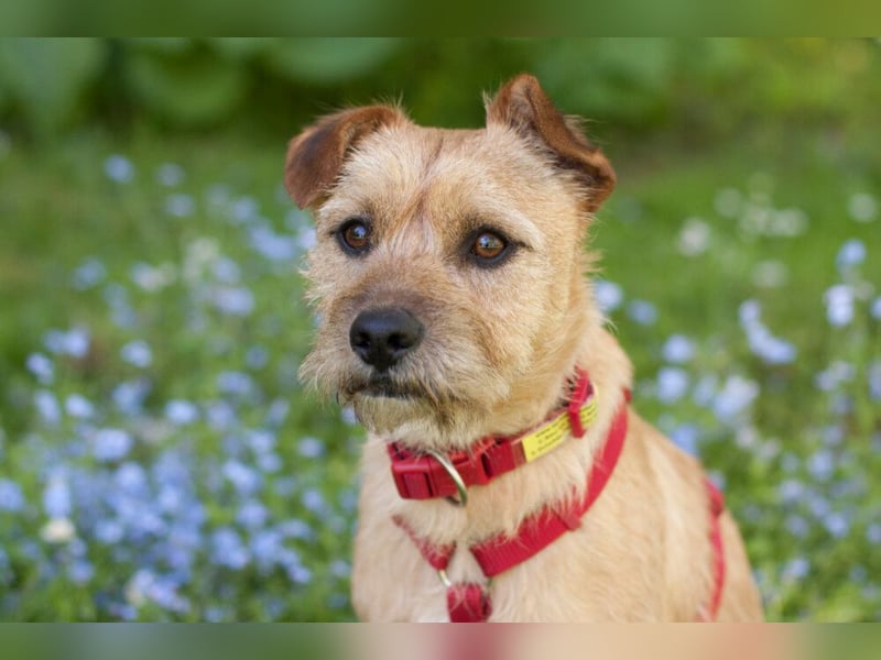 Ruffl - neugieriger, verspielter, verträglicher junger Hund - Tierhilfe Franken e.V.