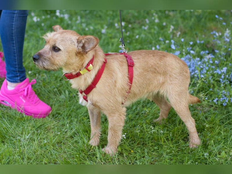 Ruffl - neugieriger, verspielter, verträglicher junger Hund - Tierhilfe Franken e.V.