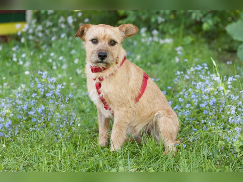 Ruffl - neugieriger, verspielter, verträglicher junger Hund - Tierhilfe Franken e.V.