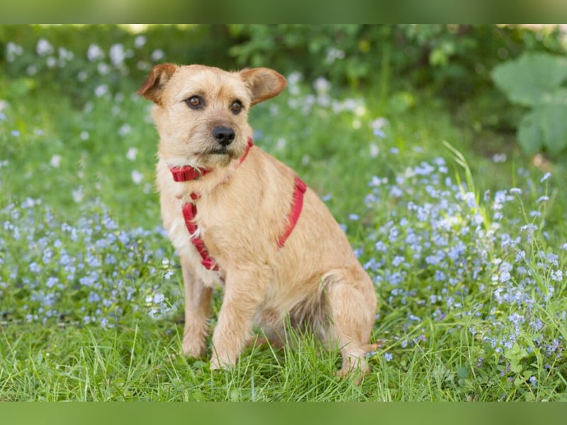 Ruffl - neugieriger, verspielter, verträglicher junger Hund - Tierhilfe Franken e.V.