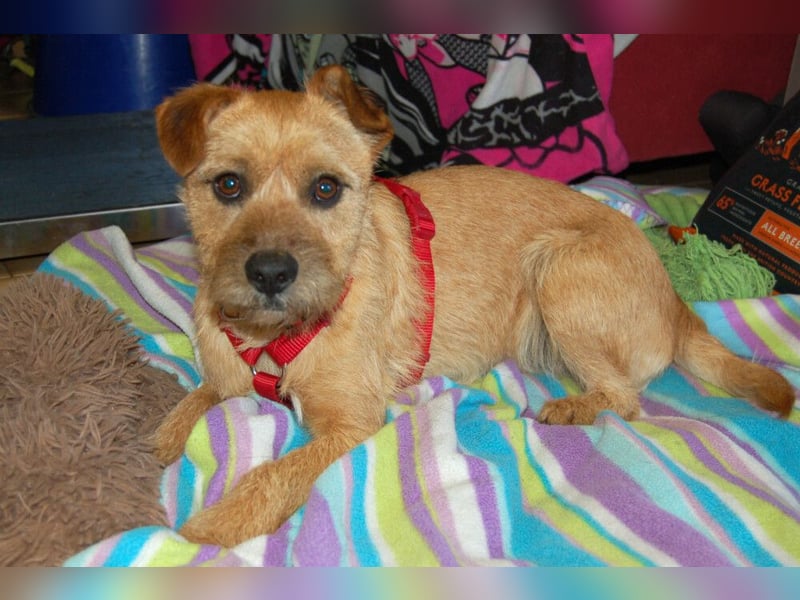 Ruffl - neugieriger, verspielter, verträglicher junger Hund - Tierhilfe Franken e.V.