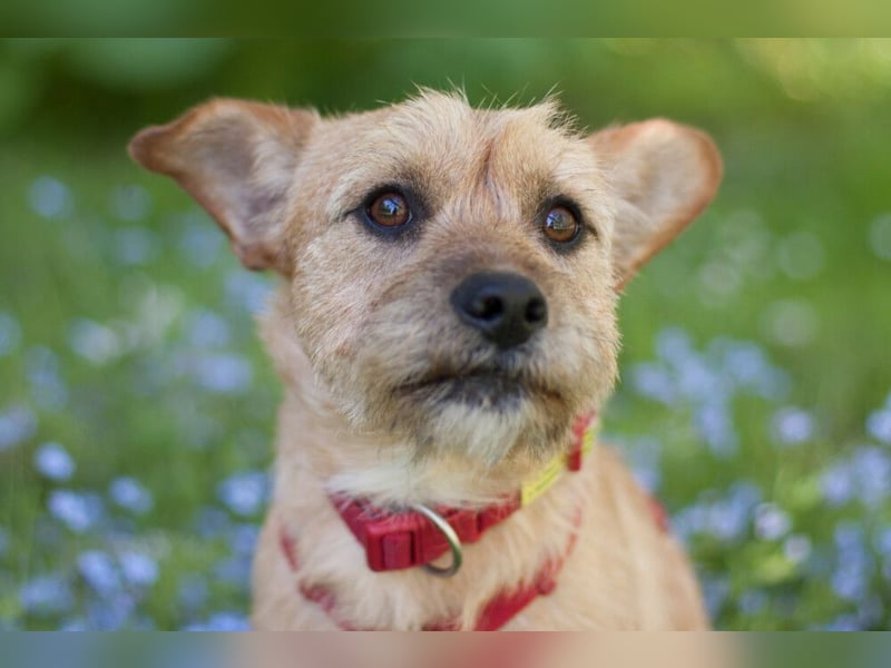Ruffl - neugieriger, verspielter, verträglicher junger Hund - Tierhilfe Franken e.V.