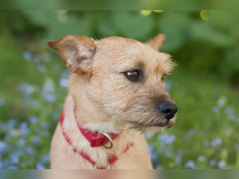 Ruffl - neugieriger, verspielter, verträglicher junger Hund - Tierhilfe Franken e.V.