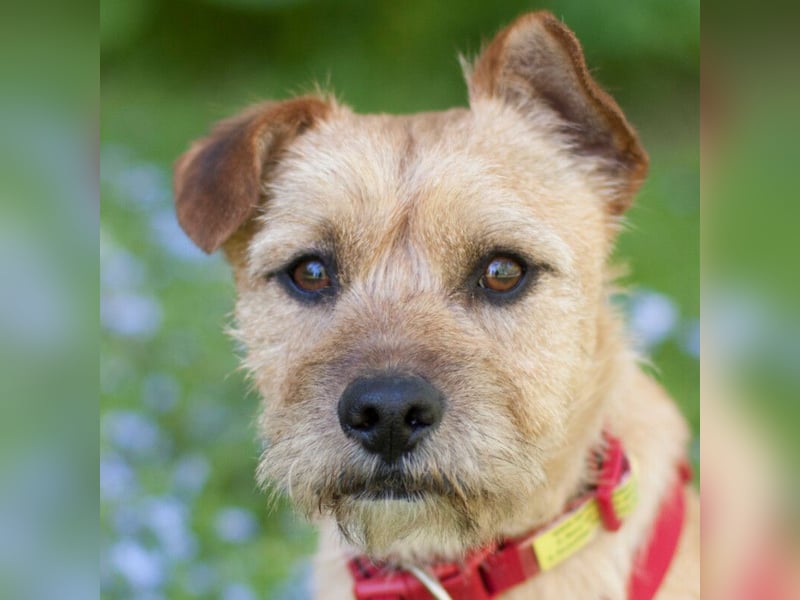 Ruffl - neugieriger, verspielter, verträglicher junger Hund - Tierhilfe Franken e.V.