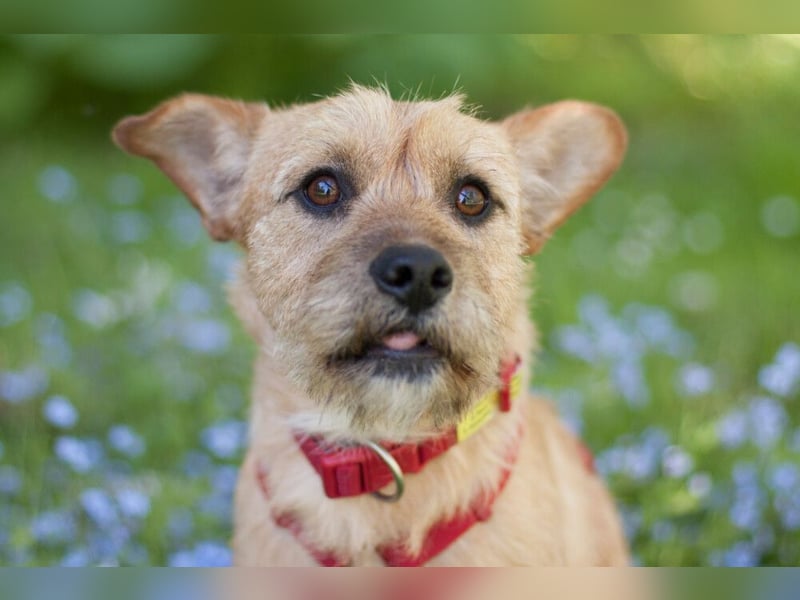 Ruffl - neugieriger, verspielter, verträglicher junger Hund - Tierhilfe Franken e.V.