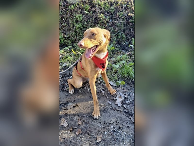 ARCHIE