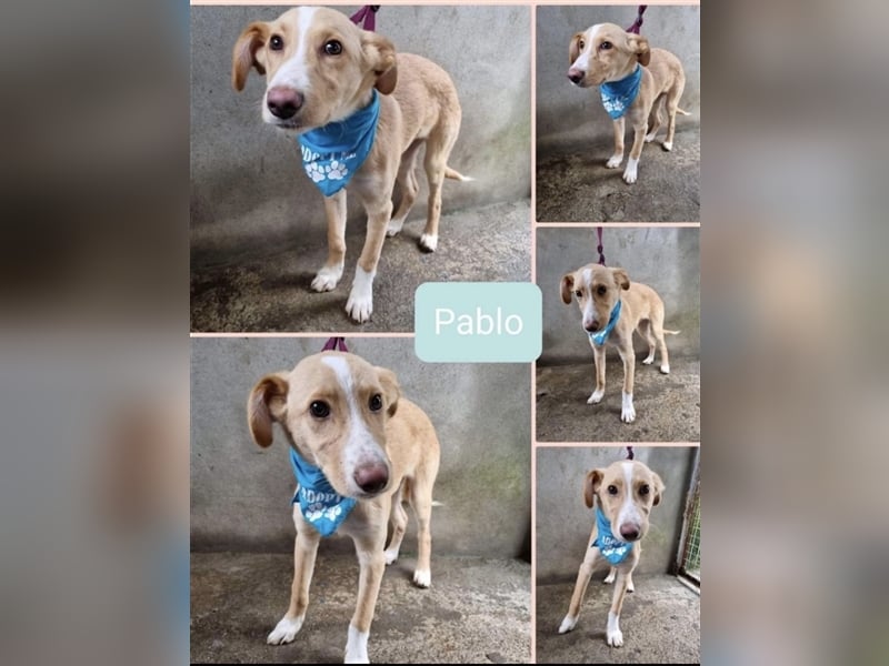 PABLO