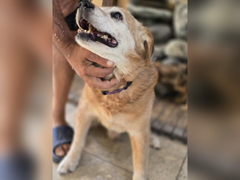 Dringend „Gnadenplatz“ für Senior SINO gesucht