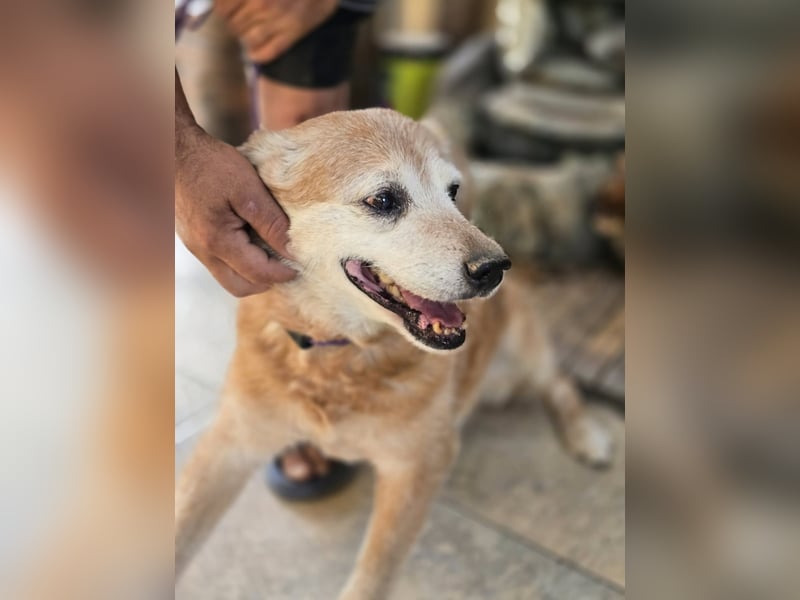 Dringend „Gnadenplatz“ für Senior SINO gesucht