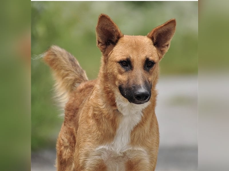 Bark liebt Spiel, Spaß und Abenteuer