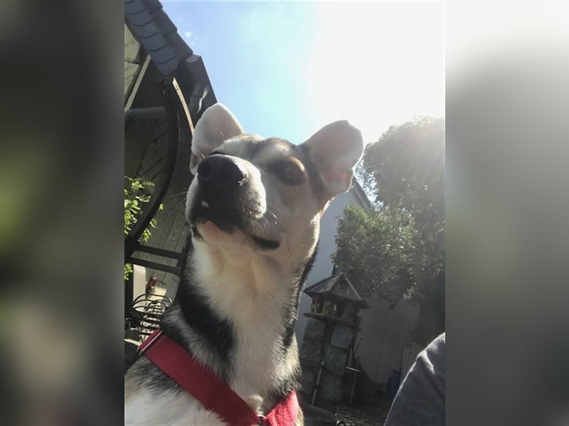 Alvin A10 ist einfach zum Verlieben