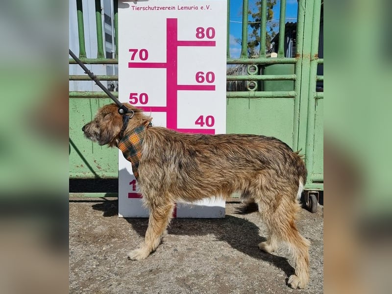 Vavro ist ein ruhiges, gelassenes Schnuckelchen