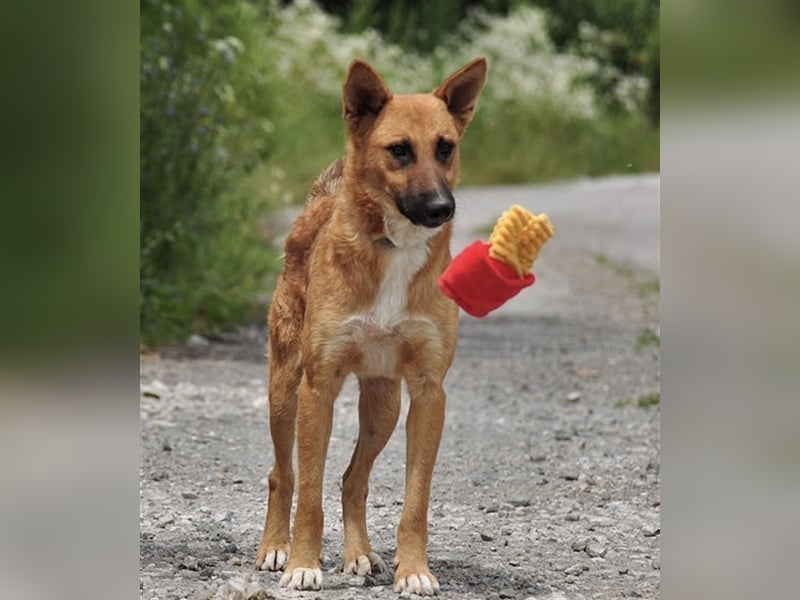 Bark liebt Spiel, Spaß und Abenteuer