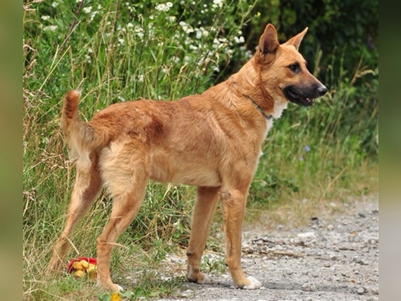 Bark liebt Spiel, Spaß und Abenteuer