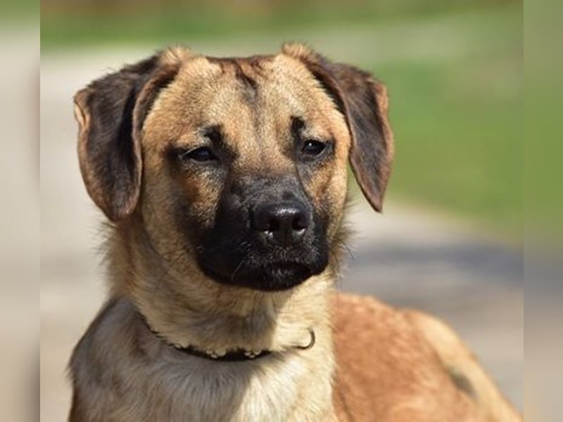 Buffy ist ein fröhlicher, aktiver Hund