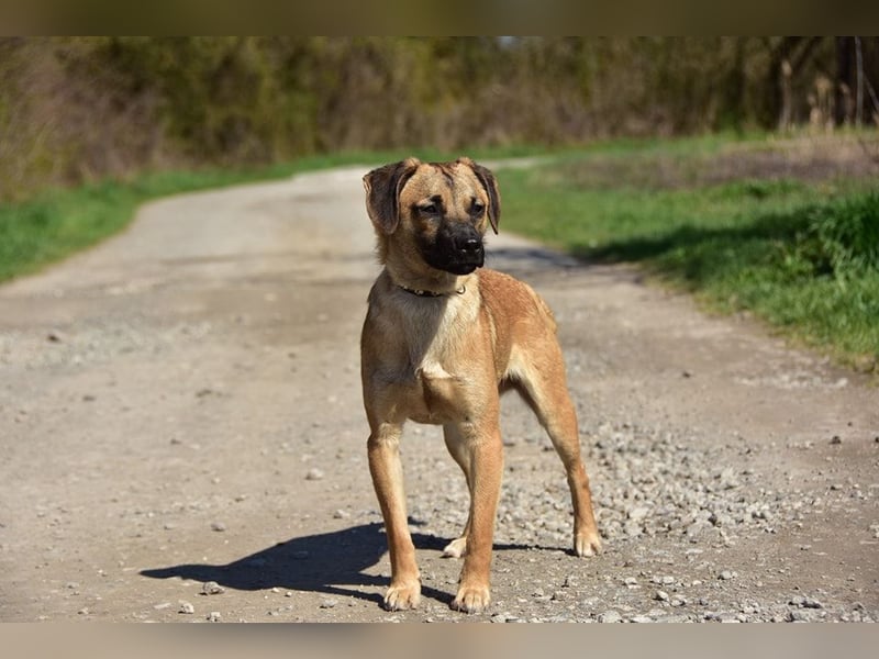 Buffy ist ein fröhlicher, aktiver Hund