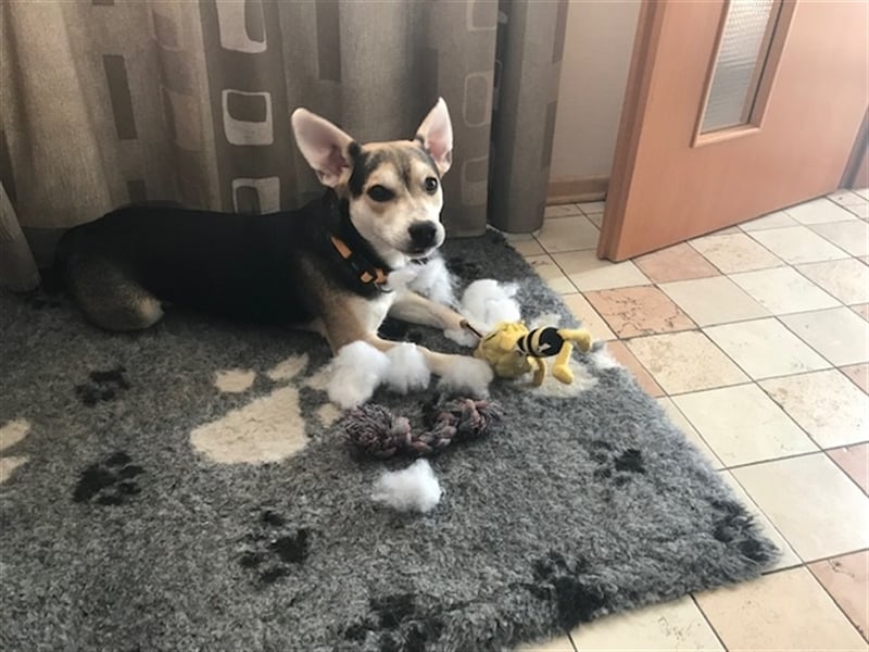 Alvin A10 ist einfach zum Verlieben