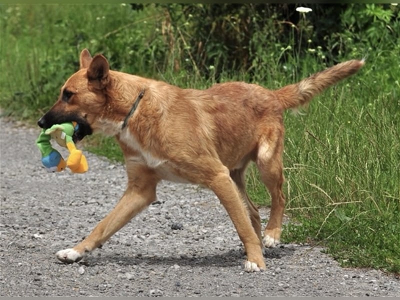 Bark liebt Spiel, Spaß und Abenteuer