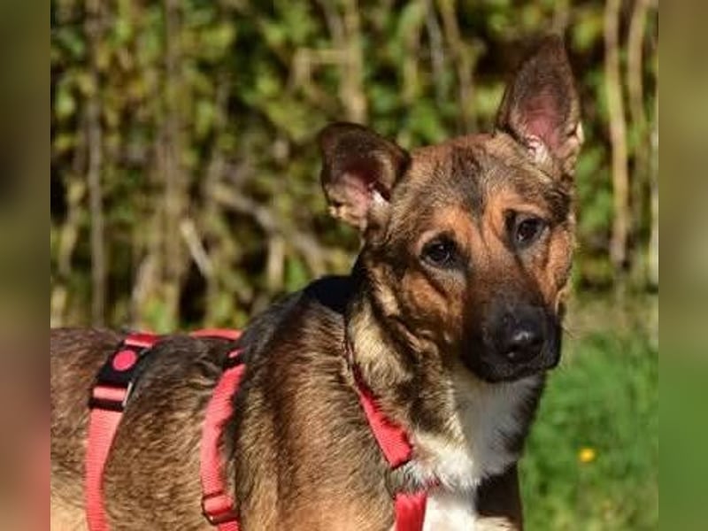 Ajax ist ein Schmusebär