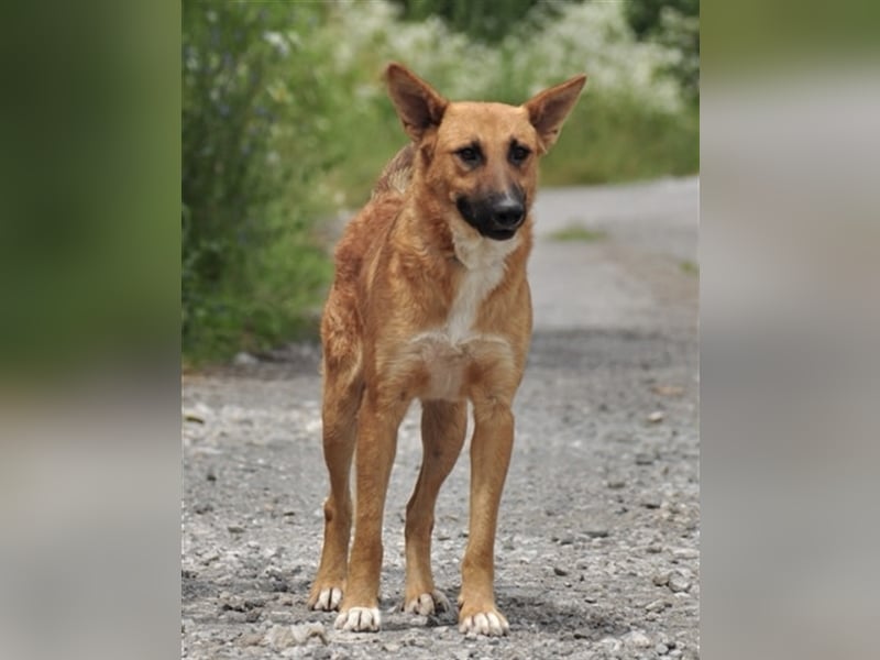 Bark liebt Spiel, Spaß und Abenteuer