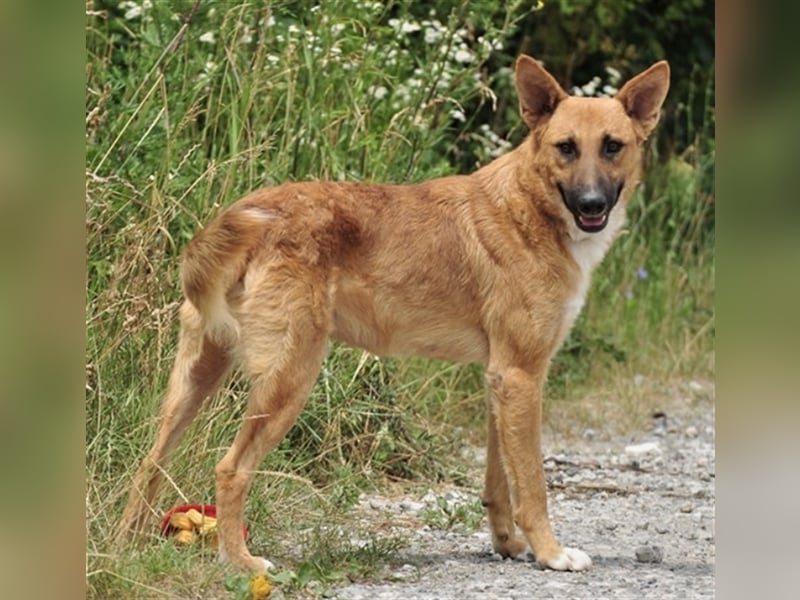 Bark liebt Spiel, Spaß und Abenteuer