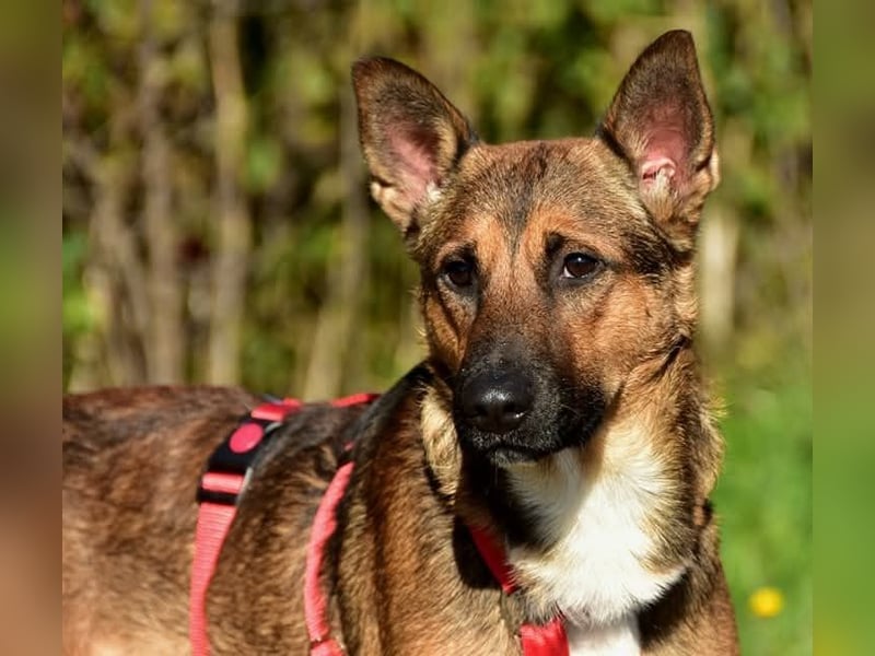 Ajax ist ein Schmusebär