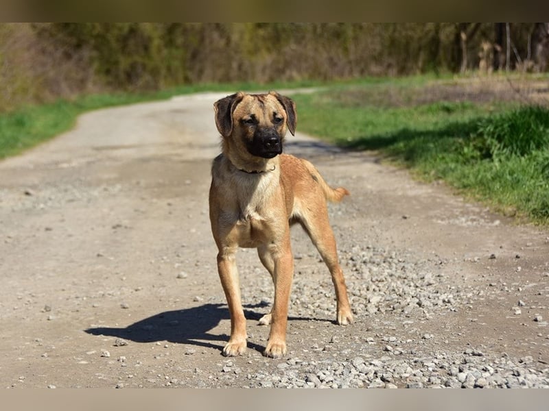 Buffy ist ein fröhlicher, aktiver Hund