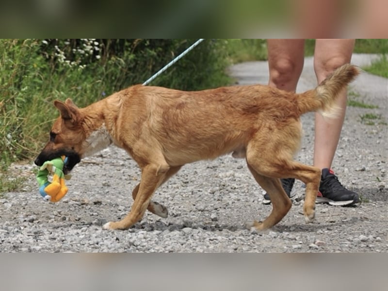 Bark liebt Spiel, Spaß und Abenteuer