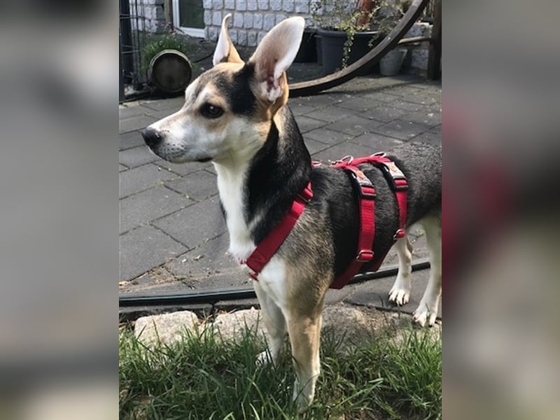 Alvin A10 ist einfach zum Verlieben
