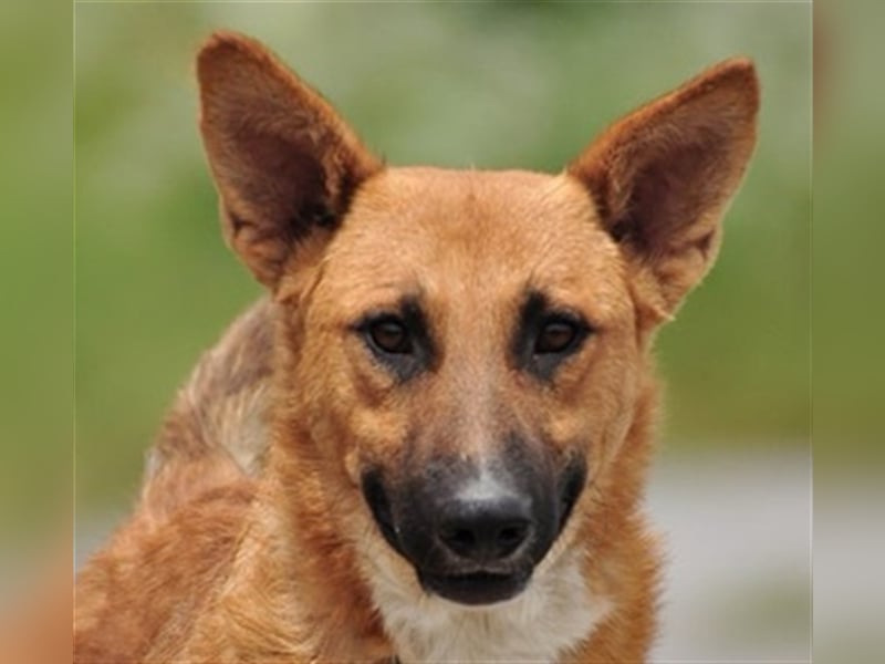 Bark liebt Spiel, Spaß und Abenteuer