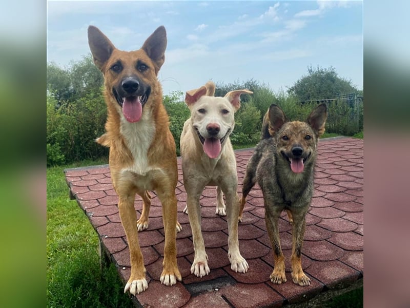 Bark liebt Spiel, Spaß und Abenteuer