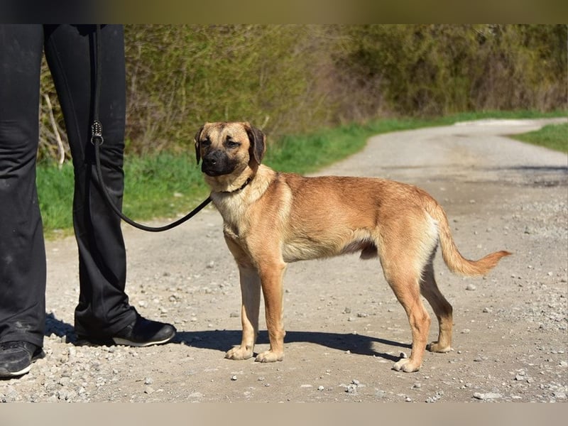 Buffy ist ein fröhlicher, aktiver Hund