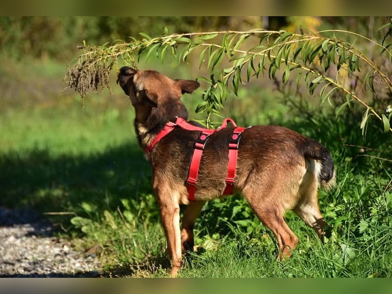 Ajax ist ein Schmusebär