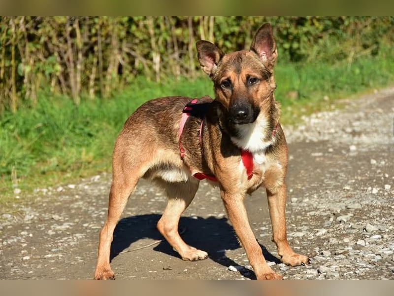 Ajax ist ein Schmusebär