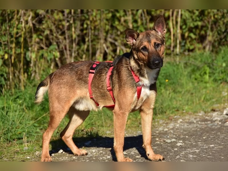 Ajax ist ein Schmusebär