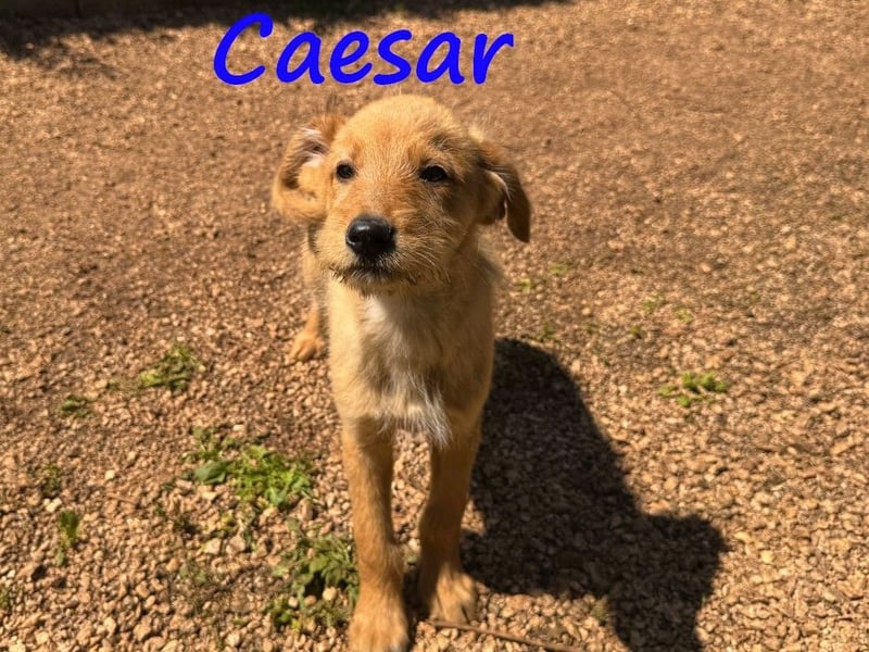 Caesar 12/2024 (GRC) - neugieriger und freundlicher, goldiger Welpe!
