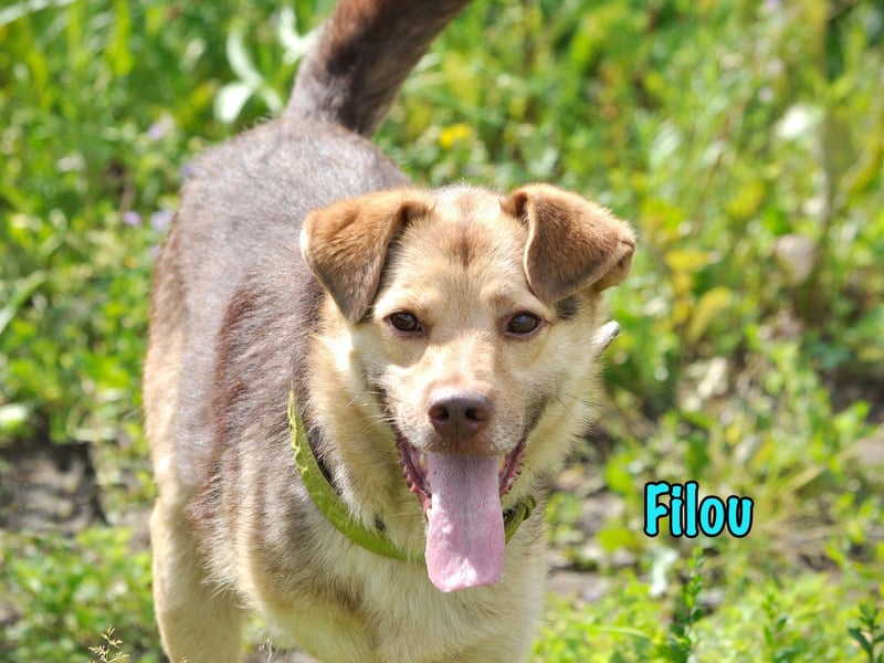 Filou 04/2022 - lebensfroher, unglaublich netter Hund sucht Menschen mit Herz!