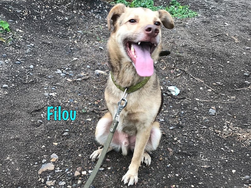 Filou 04/2022 - lebensfroher, unglaublich netter Hund sucht Menschen mit Herz!