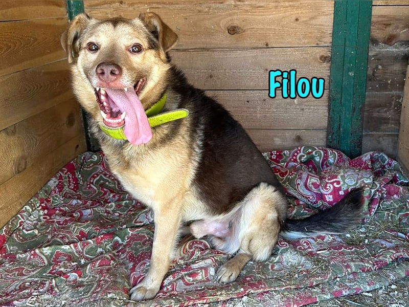 Filou 04/2022 - lebensfroher, unglaublich netter Hund sucht Menschen mit Herz!