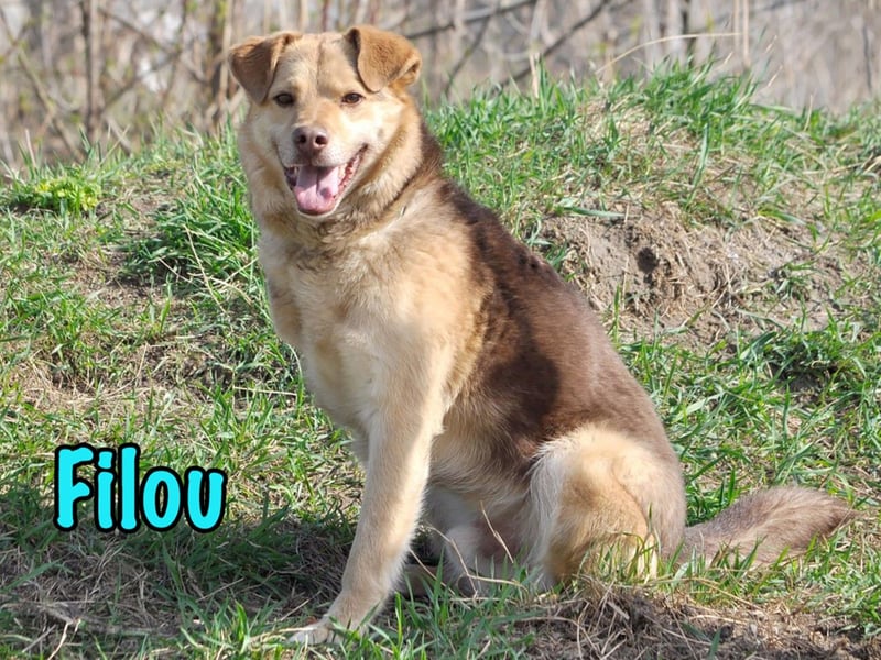 Filou 04/2022 - lebensfroher, unglaublich netter Hund sucht Menschen mit Herz!