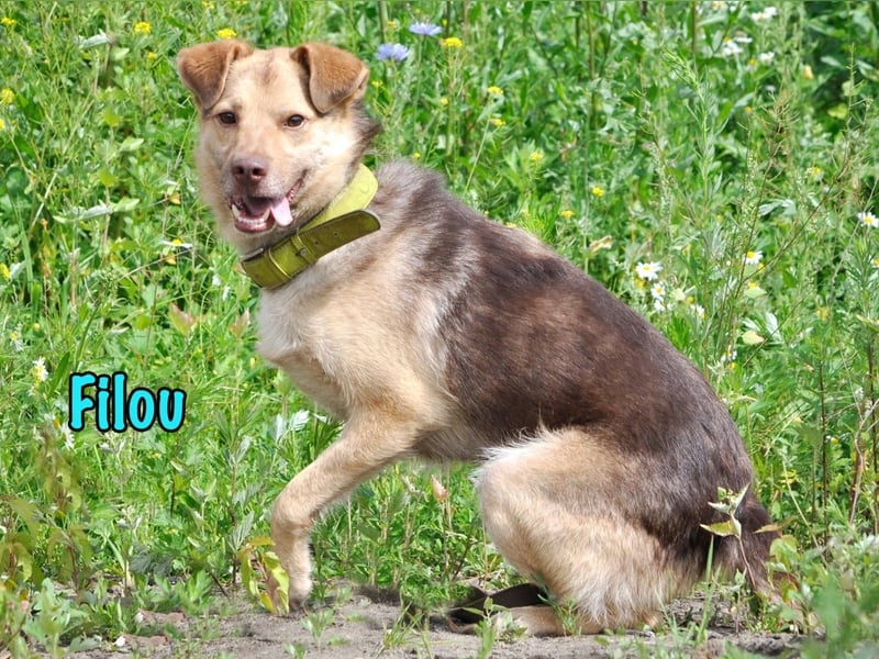 Filou 04/2022 - lebensfroher, unglaublich netter Hund sucht Menschen mit Herz!