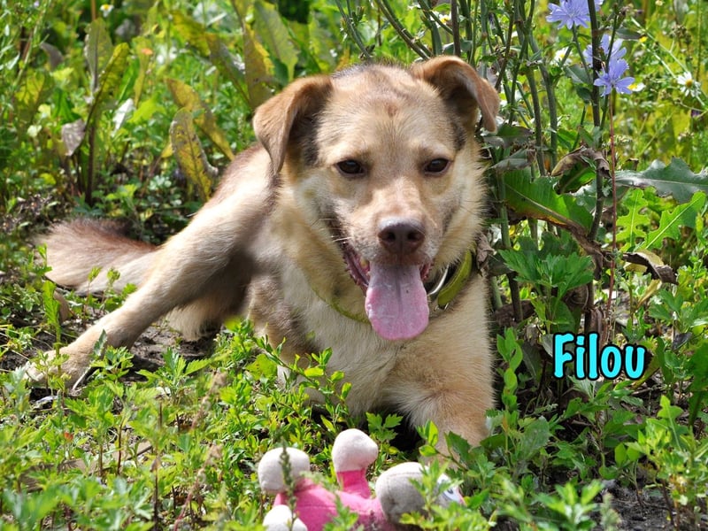 Filou 04/2022 - lebensfroher, unglaublich netter Hund sucht Menschen mit Herz!