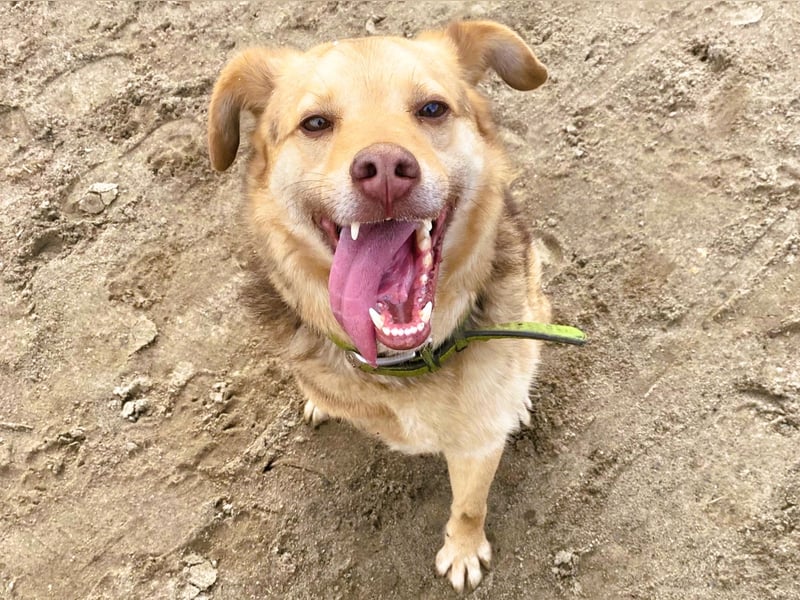 Filou 04/2022 - lebensfroher, unglaublich netter Hund sucht Menschen mit Herz!