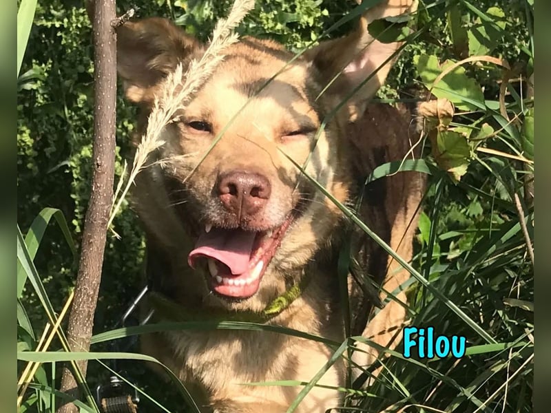 Filou 04/2022 - lebensfroher, unglaublich netter Hund sucht Menschen mit Herz!
