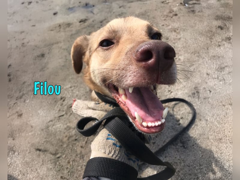 Filou 04/2022 - lebensfroher, unglaublich netter Hund sucht Menschen mit Herz!