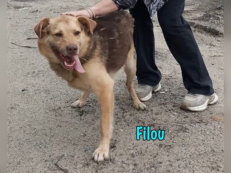 Filou 04/2022 - lebensfroher, unglaublich netter Hund sucht Menschen mit Herz!